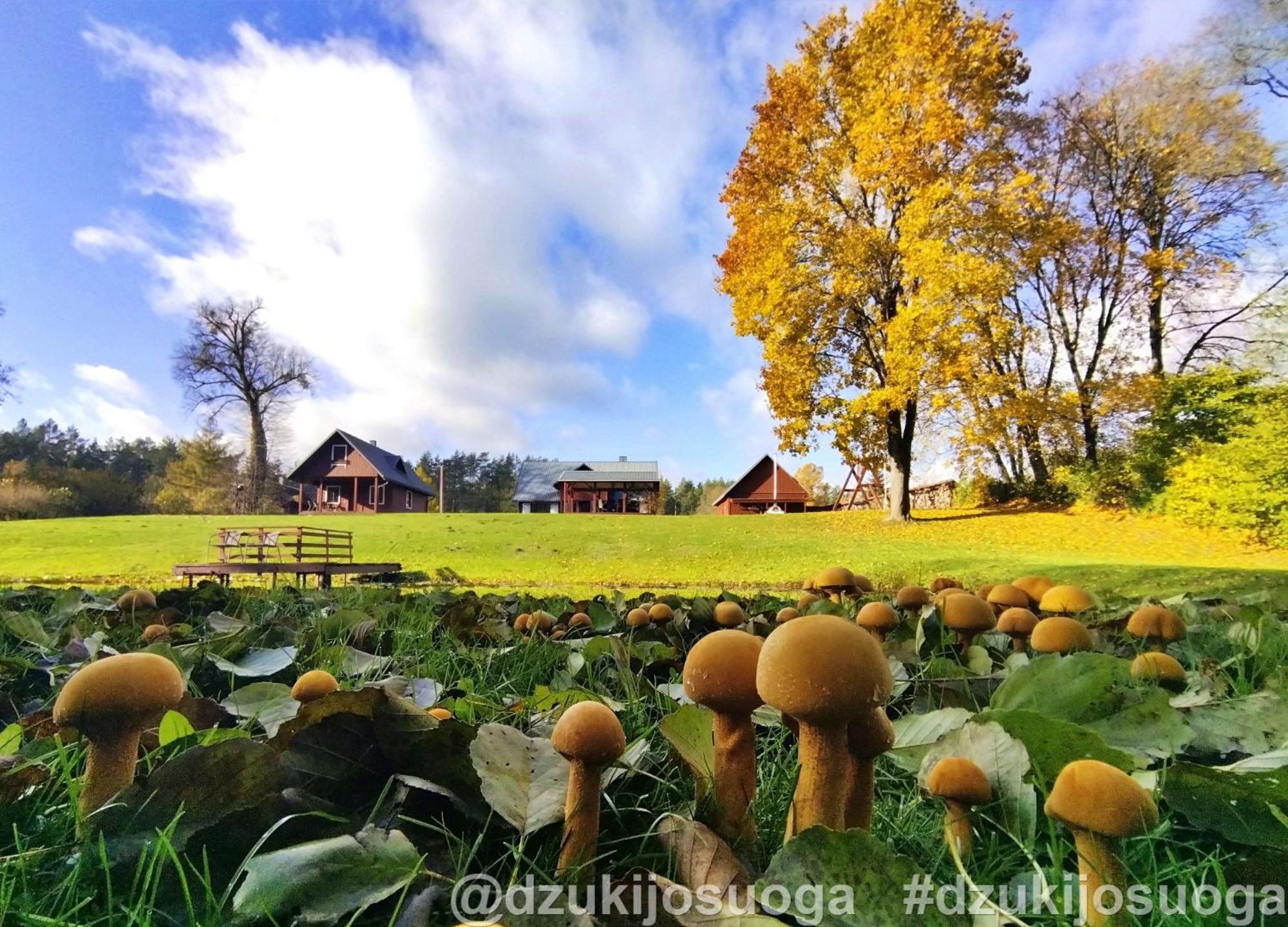 Dzukijos Uoga Pension Virsurodukis Buitenkant foto