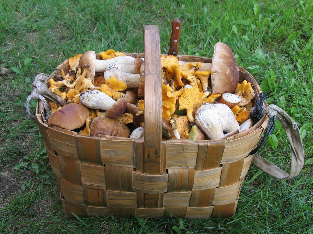 Dzukijos Uoga Pension Virsurodukis Buitenkant foto